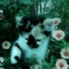 bunnieviz_1