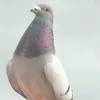 todoseguidoes