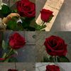 waad_abobakr