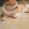 taufik.tabllo