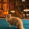 maryam.emad4761