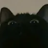 sarinha_is7