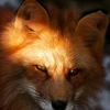 fox_77755