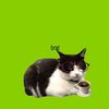 polly_meow1