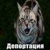 alishlbf37e