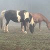 Vavi- rockin T ranch