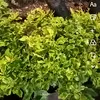 dulceemia24_1