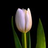 liliaceaem