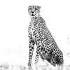 cheetah_14