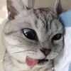 meow01thq04