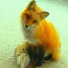 fox.as.me