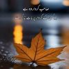 chohan_sab15