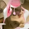zymaa_12321