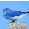 bluebird.00931