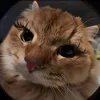 kitty_meow_love1