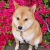 sunni_0208