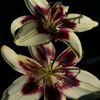 noor_1221112