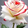 user2860931016307
