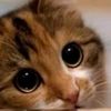 arvan_sad