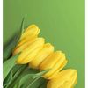 quynh3387