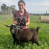 Helena Pygmy Goats 🐐