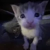 tqzrex