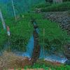 agriculture_45