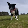 reathebordercollie