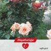 melismihaela.vulc