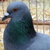 user1521701080243