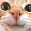hammypeitong