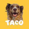 heytacodog