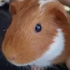 beth_sistok2