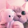 _nylavq