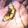 butterflyonmypalm