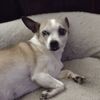 animalsrunthis