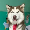 _kovu_de_soh_980