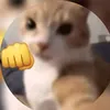 naf_nt11