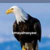 muhajir.wasahua