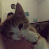 zahiirea_