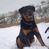 rottweiler471