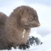 anna.sotnikova19