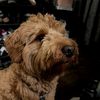 tuckerthegoldendoodle592