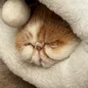 oscar__ming