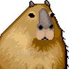 capibara_302