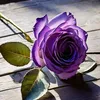 user8016631090760