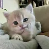 _tdiudau