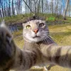 barsikcat52