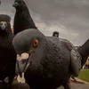 pablo_oficial60