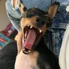 shigy65